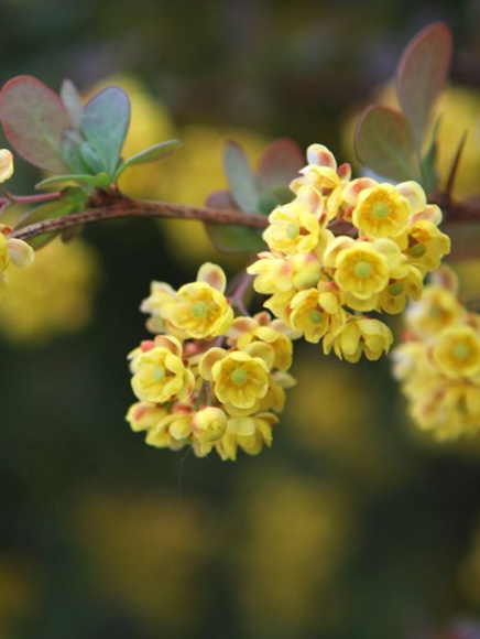 Барбарис Суперба (Superba) купить с доставкой