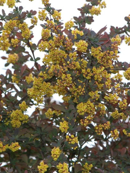 Барбарис Суперба (Superba) купить с доставкой
