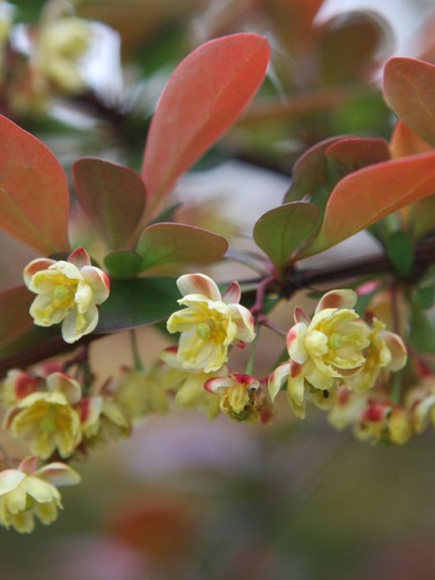 Барбарис Суперба (Superba) купить с доставкой
