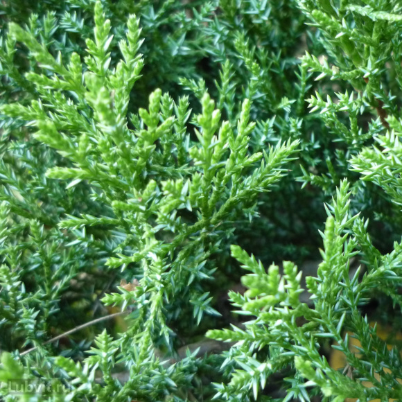 Можжевельник Там Но Блайт (Tam No Blight) купить с доставкой