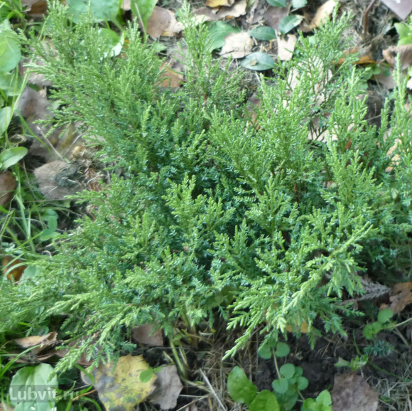 Можжевельник Там Но Блайт (Tam No Blight) купить с доставкой