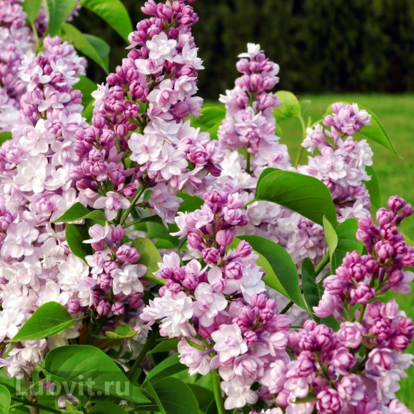 Сирень Монтень (Montaigne) купить с доставкой