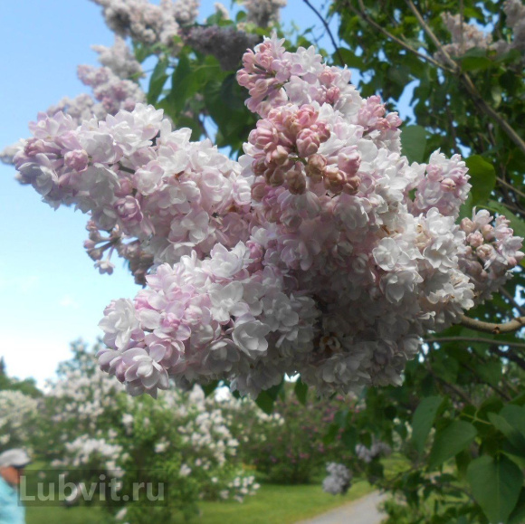 Сирень Монтень (Montaigne) купить с доставкой