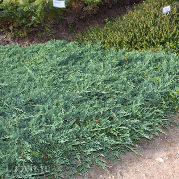 Можжевельник Хетц Вариегата (Hetz Variegata) купить с доставкой