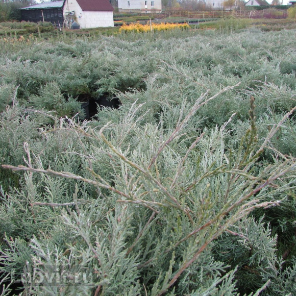 Можжевельник Хетц Вариегата (Hetz Variegata) купить с доставкой