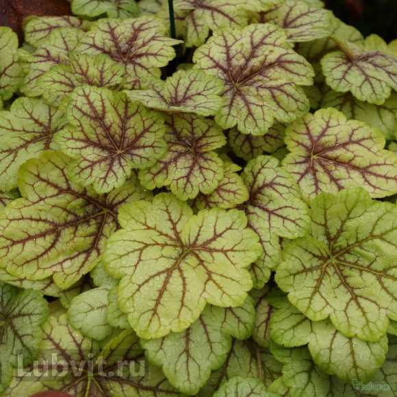 Гейхера Циркус (Circus) купить с доставкой Гейхера Циркус (Circus) купить с доставкой