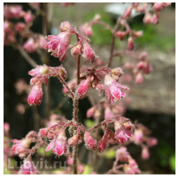 Гейхера Циркус (Circus) купить с доставкой Гейхера Циркус (Circus) купить с доставкой