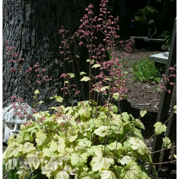 Гейхера Циркус (Circus) купить с доставкой Гейхера Циркус (Circus) купить с доставкой