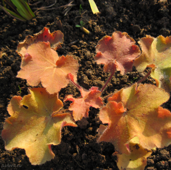 Гейхера Биг Бронз (Big Bronze) купить с доставкой