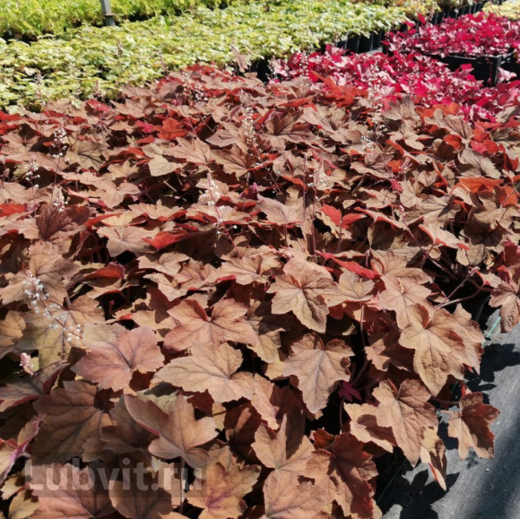 Гейхера Биг Бронз (Big Bronze) купить с доставкой