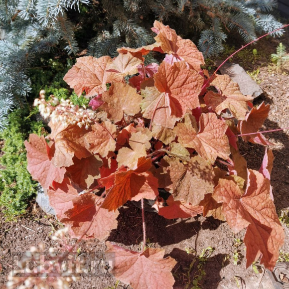 Гейхера Биг Бронз (Big Bronze) купить с доставкой