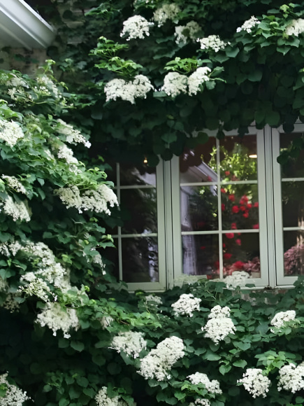 Гортензия Винтер Сюрпрайз (Winter Surprise) черешковая купить с доставкой