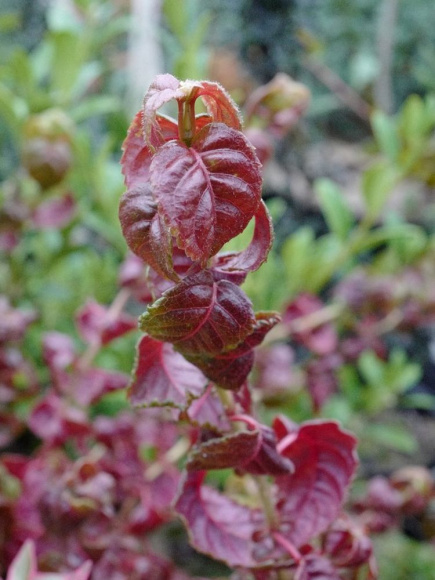 Гортензия Винтер Сюрпрайз (Winter Surprise) черешковая купить с доставкой