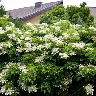 Гортензия Винтер Сюрпрайз (Winter Surprise) черешковая Гортензия Винтер Сюрпрайз (Winter Surprise) черешковая