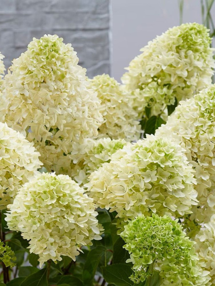 Гортензия Скайфолл (Skyfall) метельчатая купить с доставкой