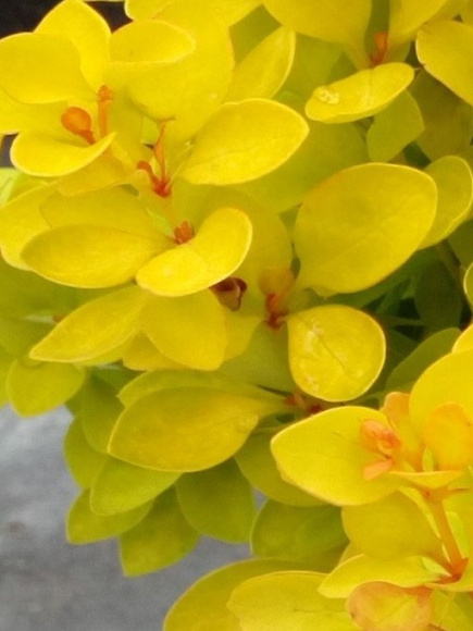 Барбарис желто-зеленый купить с доставкой