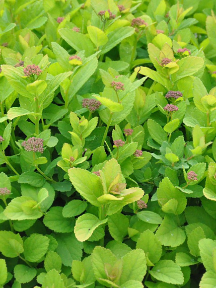 Спирея Пинк Спарклер (Pink Sparkler) купить с доставкой