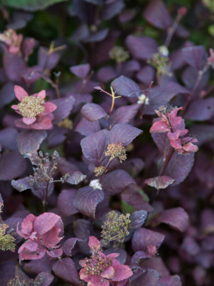 Спирея Пинк Спарклер (Pink Sparkler) купить с доставкой