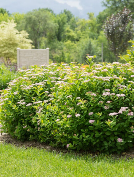 Спирея Пинк Спарклер (Pink Sparkler) купить с доставкой