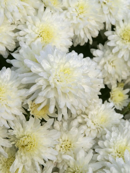 Хризантема мультифлора Браноблесс Вайт (Brannobless White) купить с доставкой Хризантема мультифлора Браноблесс Вайт (Brannobless White) купить с доставкой