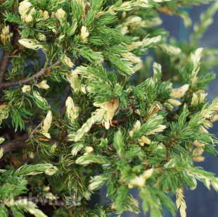 Можжевельник Спотти Спридер (Spotty Spreader)