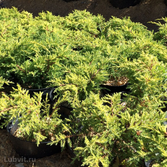 Можжевельник Спотти Спридер (Spotty Spreader) купить с доставкой