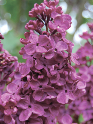 Сирень Радж Капур