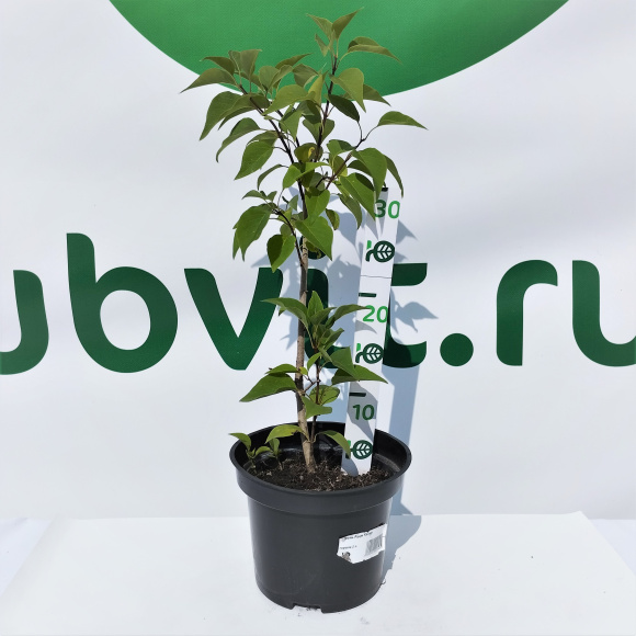 Сирень Радж Капур купить с доставкой