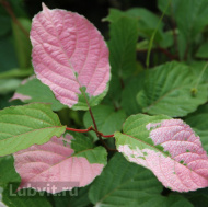 Актинидия коломикта Адам (Adam)