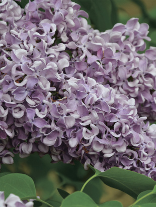 Сирень Алексей Маресьев