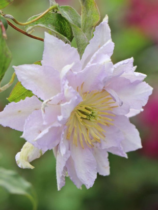 Клематис Денсинг Кинг (Dancing King)