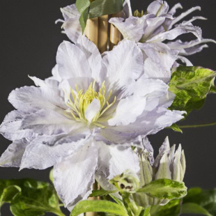 Клематис Денсинг Кинг (Dancing King)