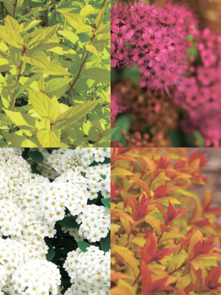 Спирея ассортимент Спирея ассортимент