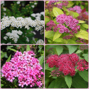 Спирея ассортимент