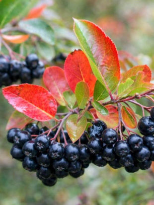 Рябина Черноплодная