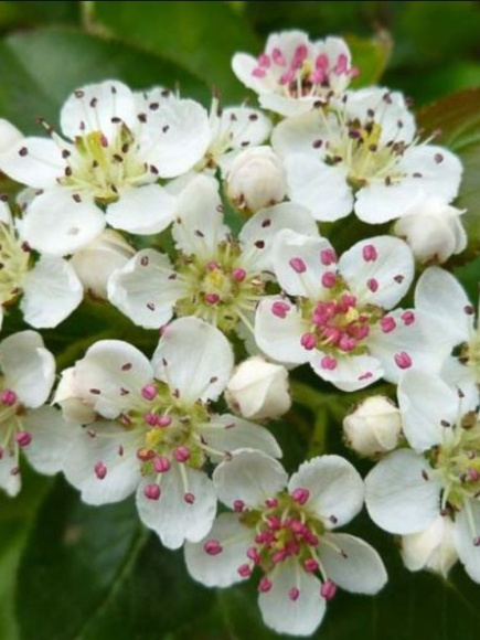 Рябина Черноплодная купить с доставкой