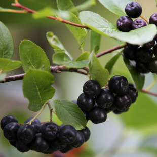 Рябина Черноплодная