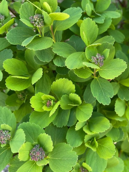 Спирея Тор (Tor) березолистная купить с доставкой