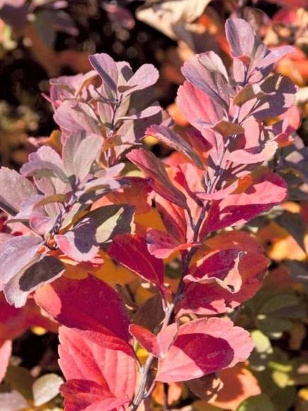 Спирея Тор (Tor) березолистная купить с доставкой