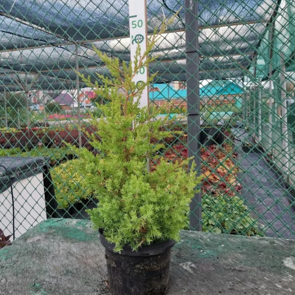 Можжевельник китайский купить с доставкой