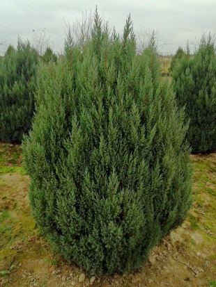 Можжевельник китайский