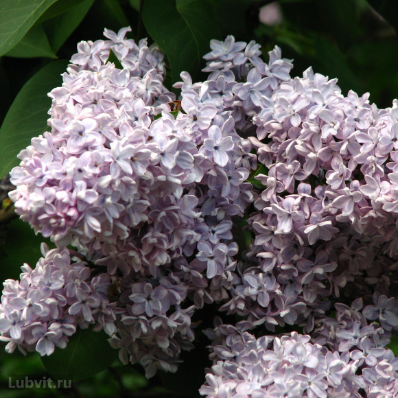 Сирень Кондорсе (Condorcet) купить с доставкой Сирень Кондорсе (Condorcet) купить с доставкой