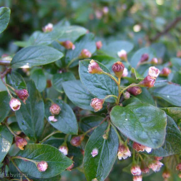 Кизильник блестящий (Cotoneaster Lucidus) купить с доставкой Кизильник блестящий (Cotoneaster Lucidus) купить с доставкой