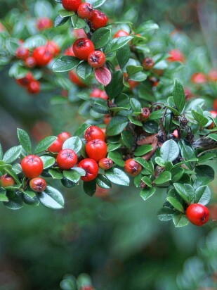 Кизильник блестящий (Cotoneaster Lucidus) Кизильник блестящий (Cotoneaster Lucidus)