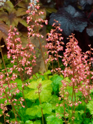 Гейхера Грин Ти (Green Tea)