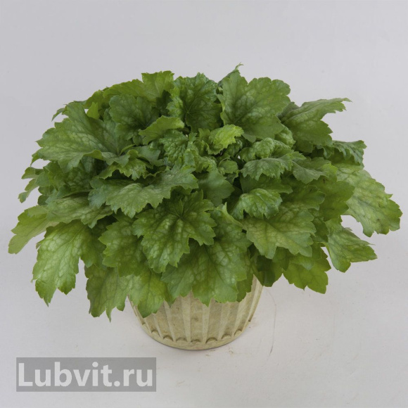 Гейхера Грин Ти (Green Tea) купить с доставкой