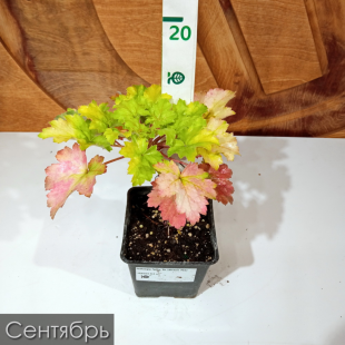 Гейхера Грин Ти (Green Tea)