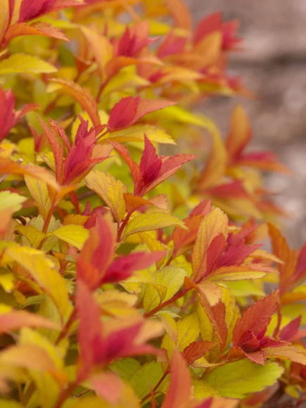 Спирея Мэджик Карпет (Magic Carpet) купить с доставкой