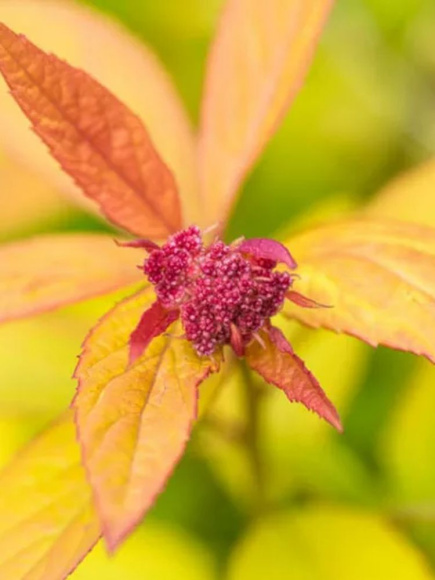 Спирея Мэджик Карпет (Magic Carpet) купить с доставкой