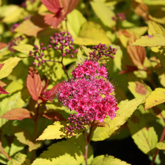 Спирея Мэджик Карпет (Magic Carpet) купить с доставкой Спирея Мэджик Карпет (Magic Carpet) купить с доставкой